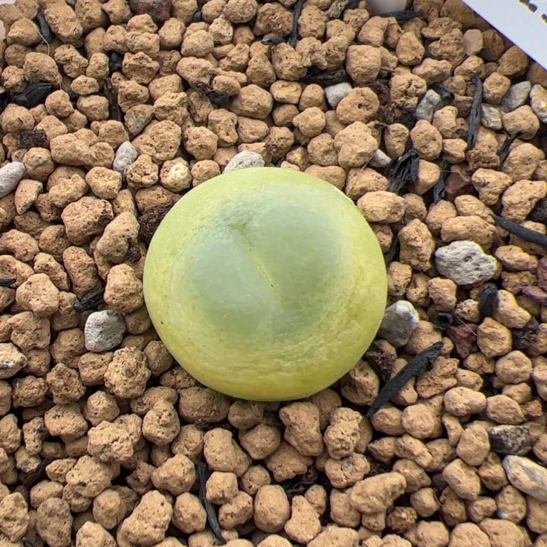 0143号 拉登多肉植物