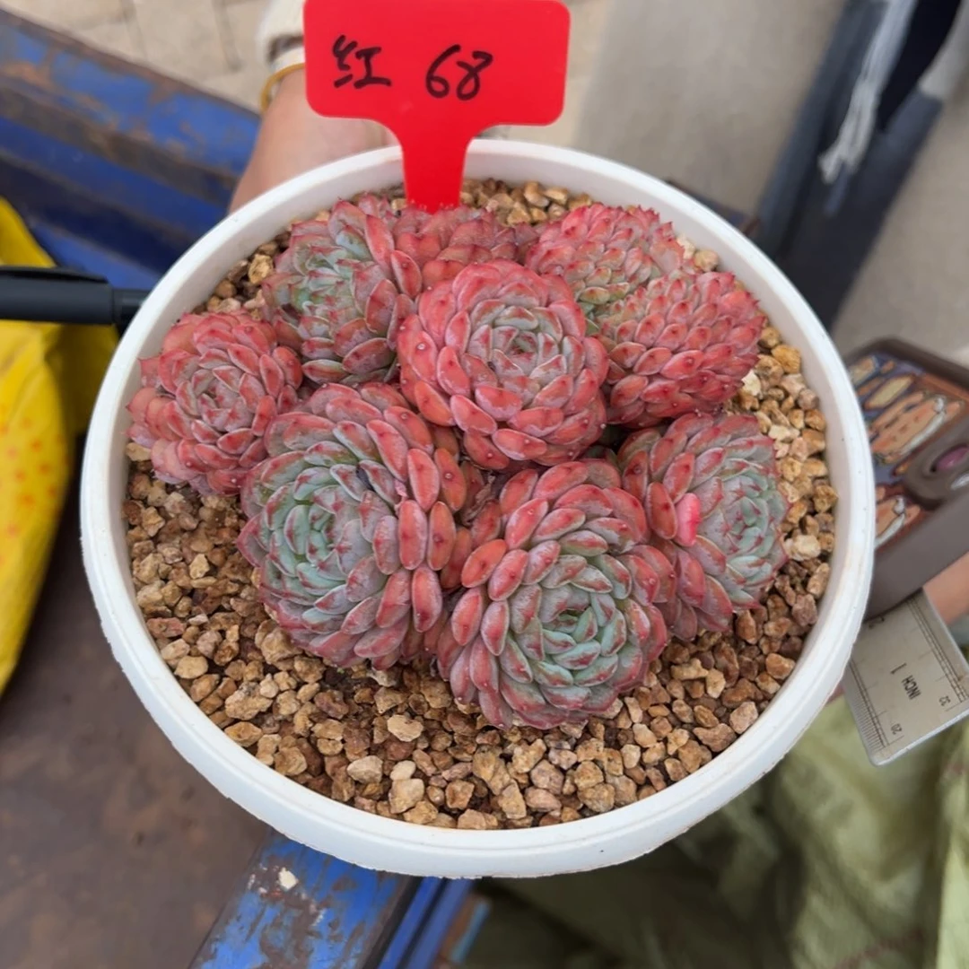 红***莓红68。
