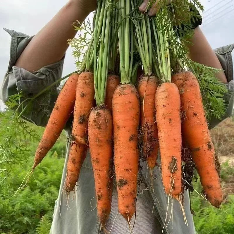 9.9一箱（3斤）山东沙土地水果胡萝卜新鲜即食时令蔬菜生吃农家菜带泥新鲜胡萝卜