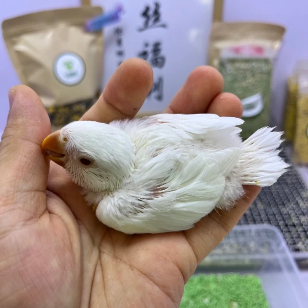 牡丹鹦鹉-特价咬指甲白华乐公F60705
