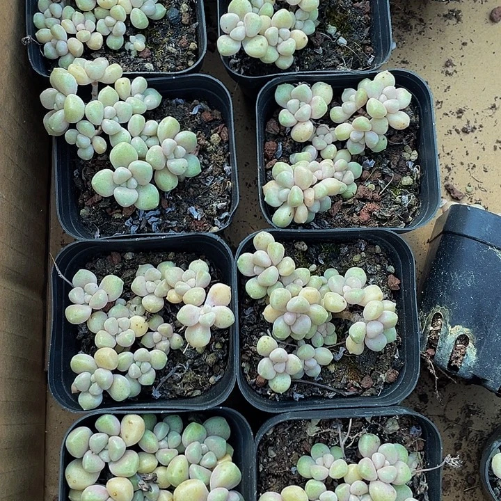 碗也姬秋丽带盆土发