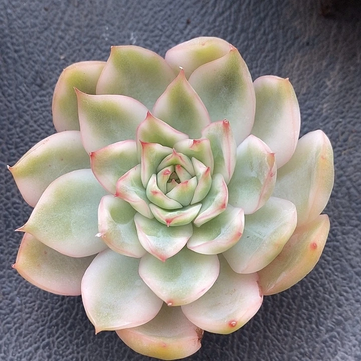 弗罗瑞安娜白锦腹轮