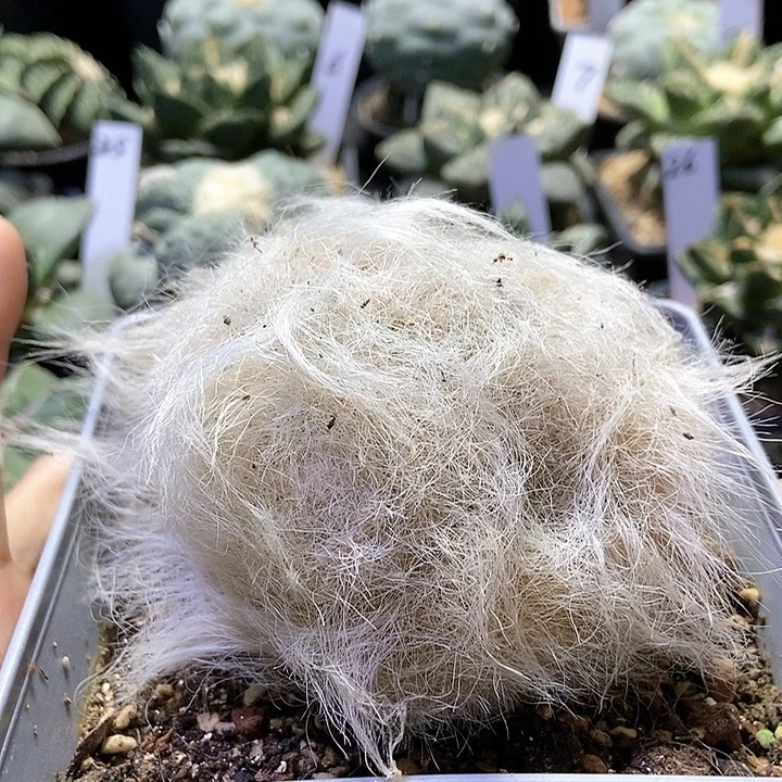 280芽根雪猿玉翁群