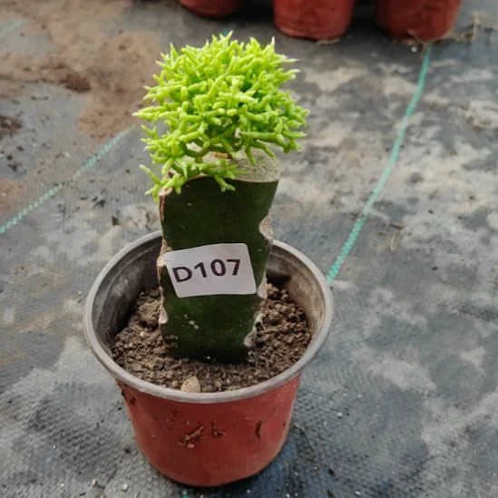 无花朵107木偶人一颗