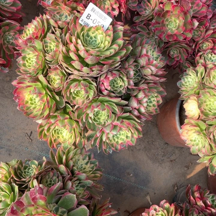 春**红059海王多肉法师福利不包损