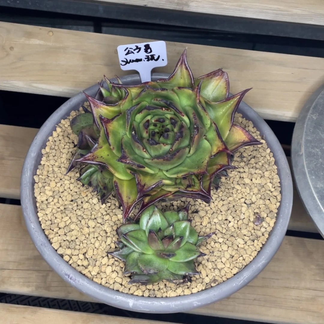 闯****?多肉植物，山人园艺，c