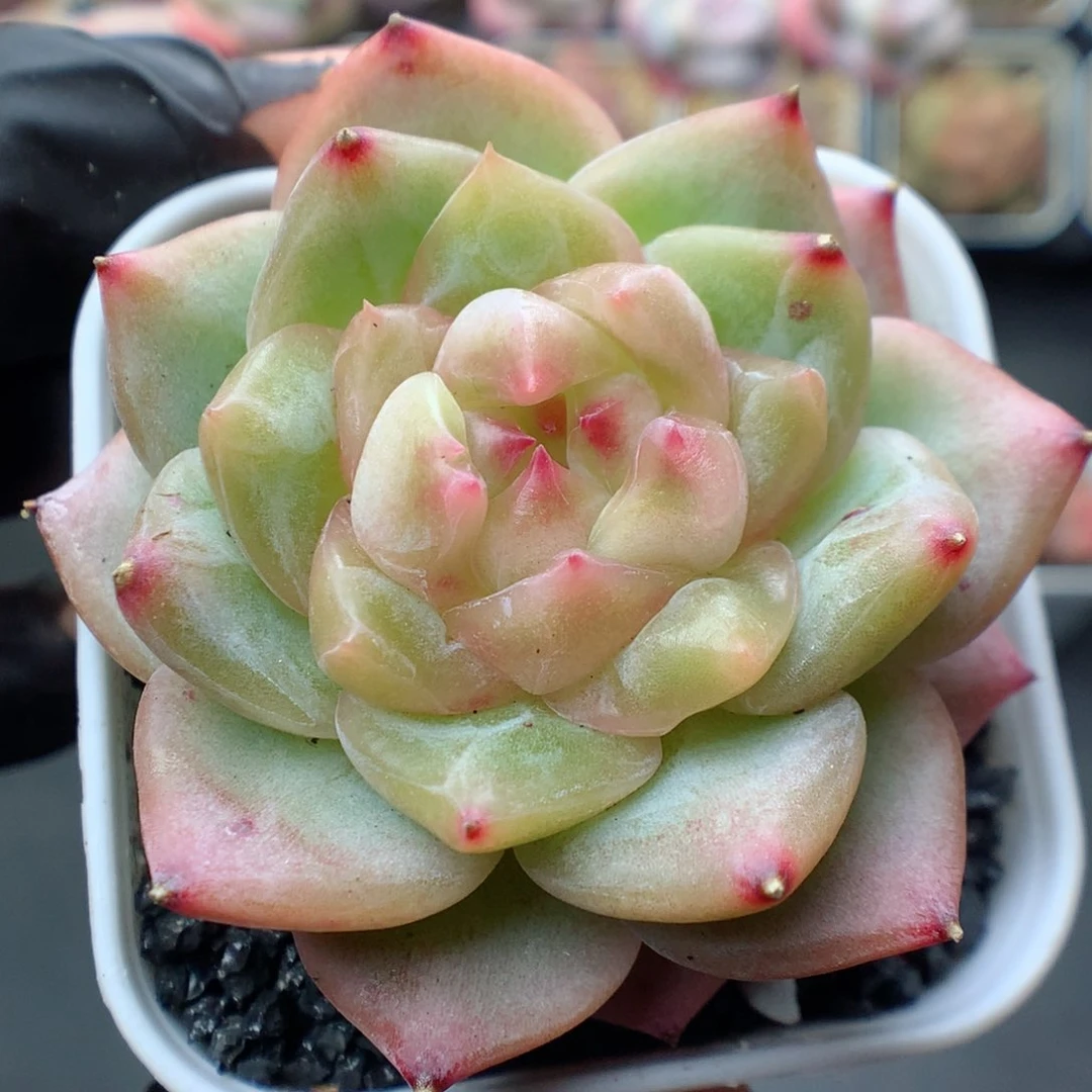 多肉植物。 糖心55