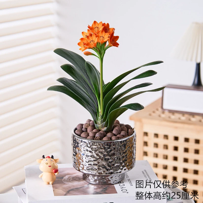 君子兰小盆栽花卉植物室内花四季常绿开花美观客厅办公室桌面观花