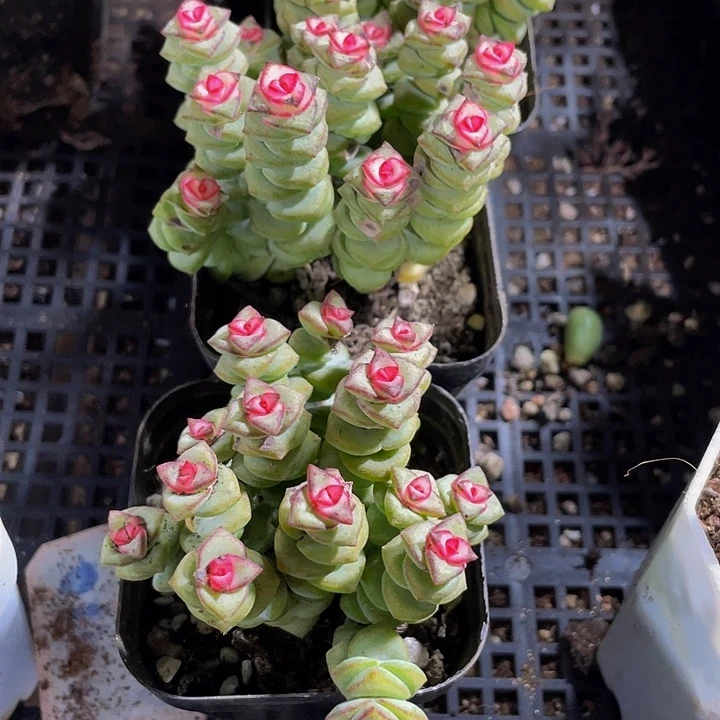 锦锦锦钱多多锦带盆