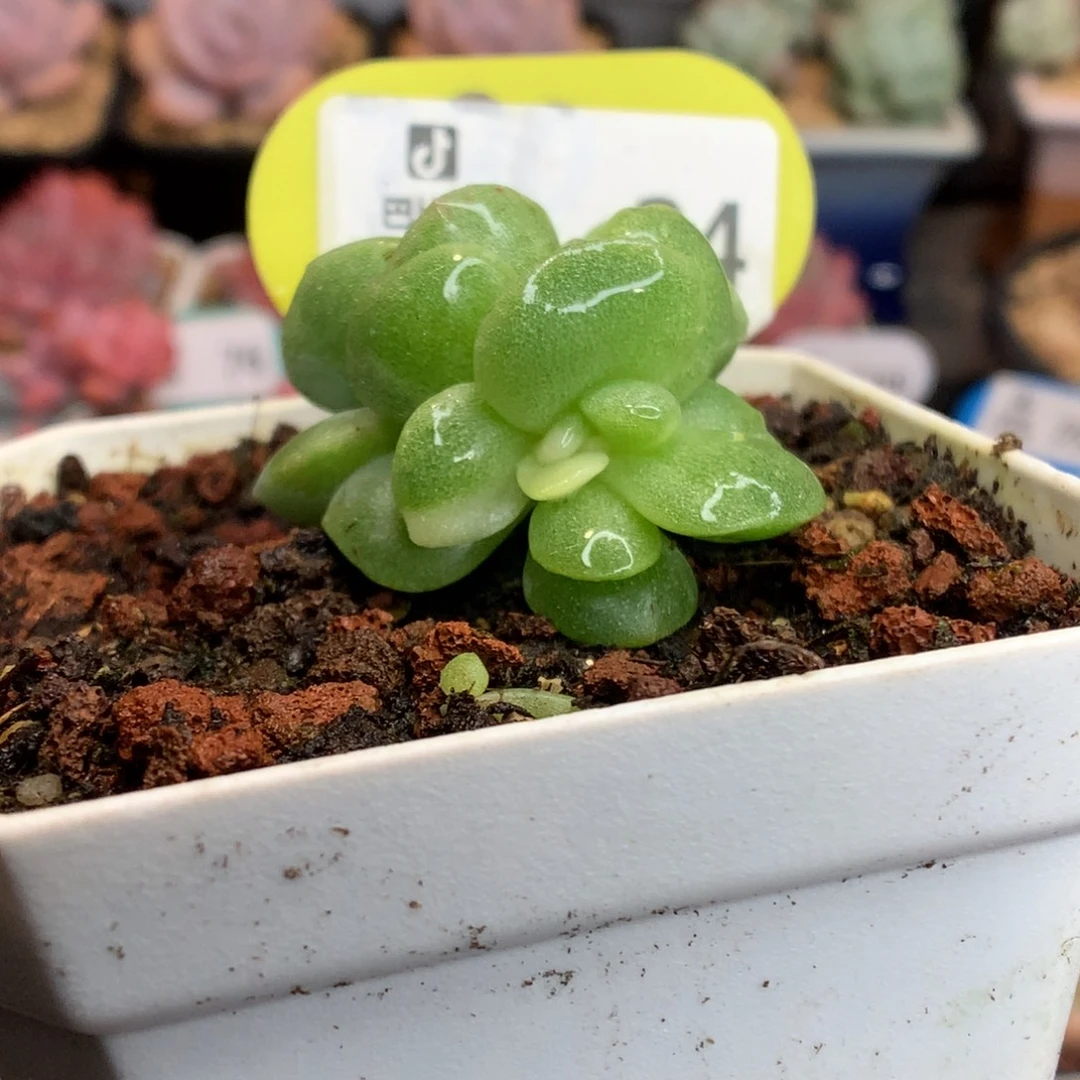 24黄白锦冰玉石化多肉