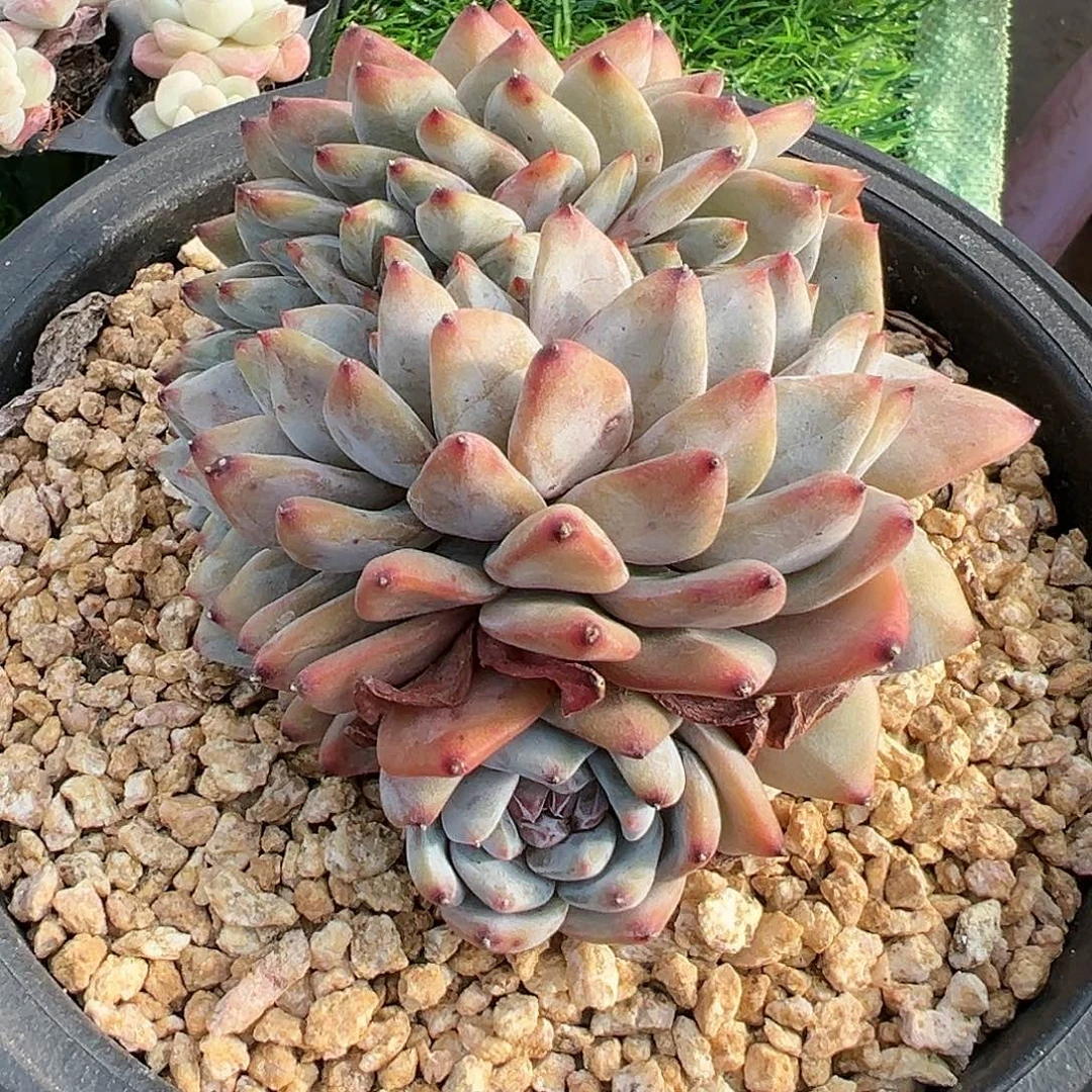 dhvjbjhjhjhjbjhbbhhhhh