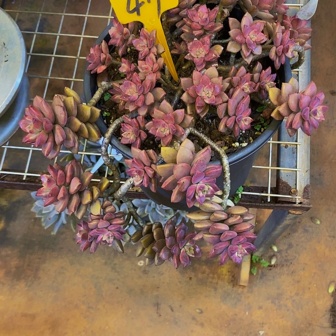 @***忘姫胧月不包掉叶419。