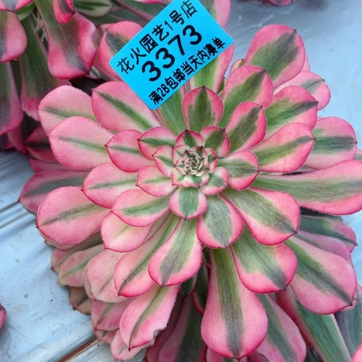 粉铜3373多肉植物
