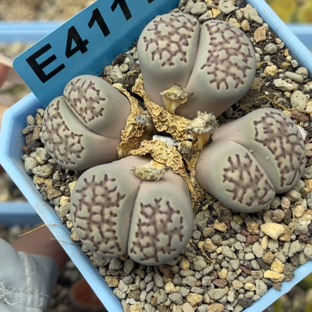 4111四头网纹群一颗。