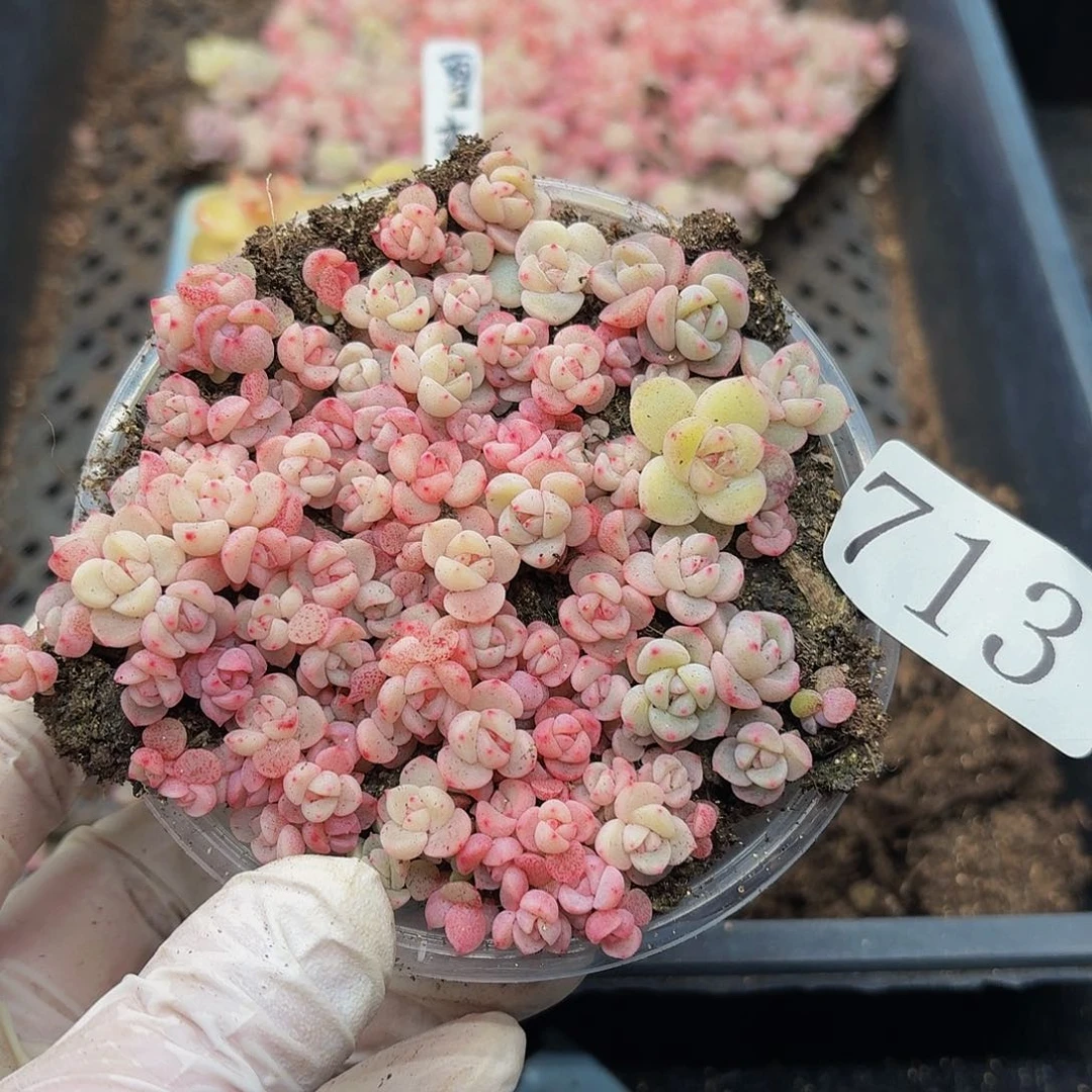 多肉植物多肉植物713