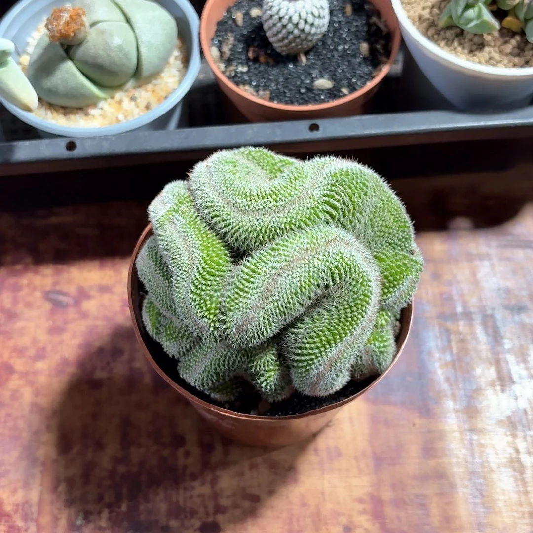 一***周玉翁缀仙人球223