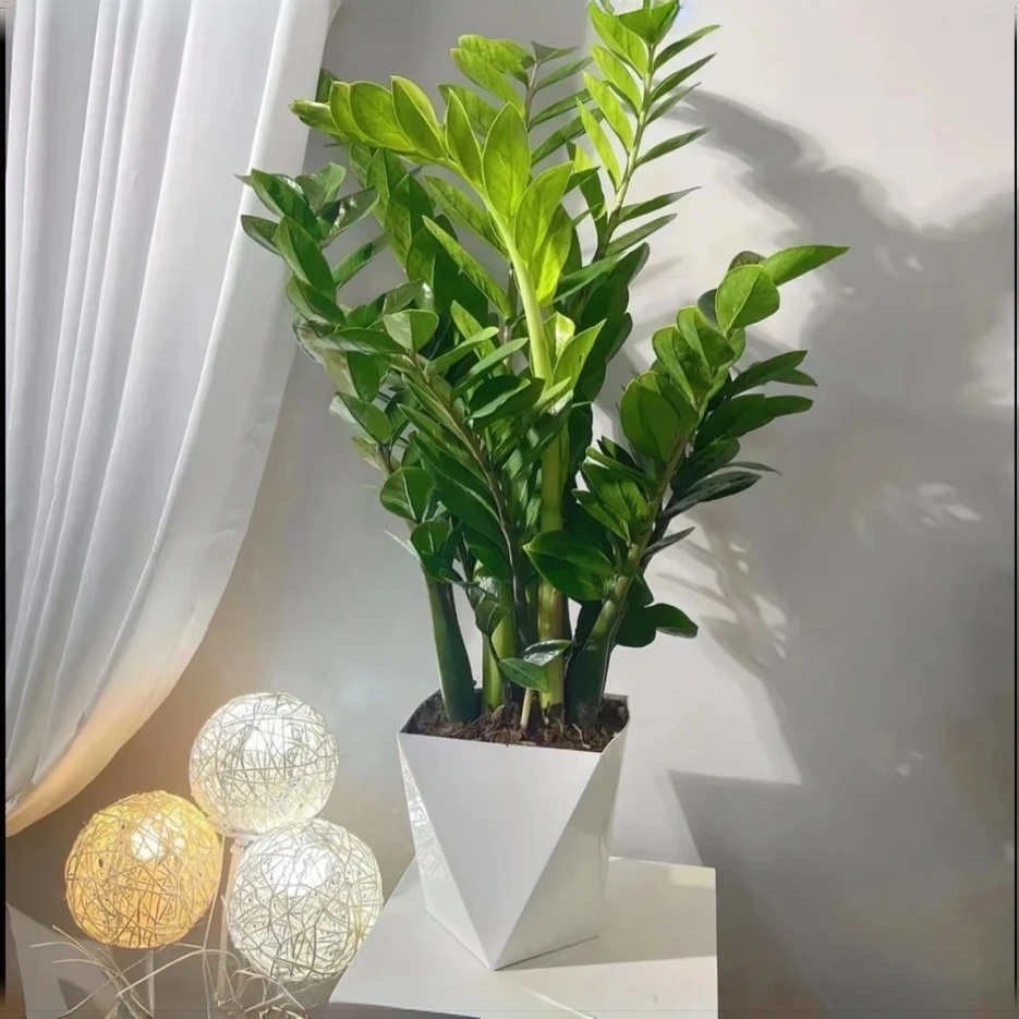 【基地直发60-70】金钱树盆栽室内阳台客厅摆放四季长青