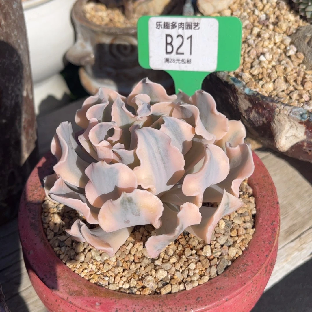 利比里亚锦多肉植物