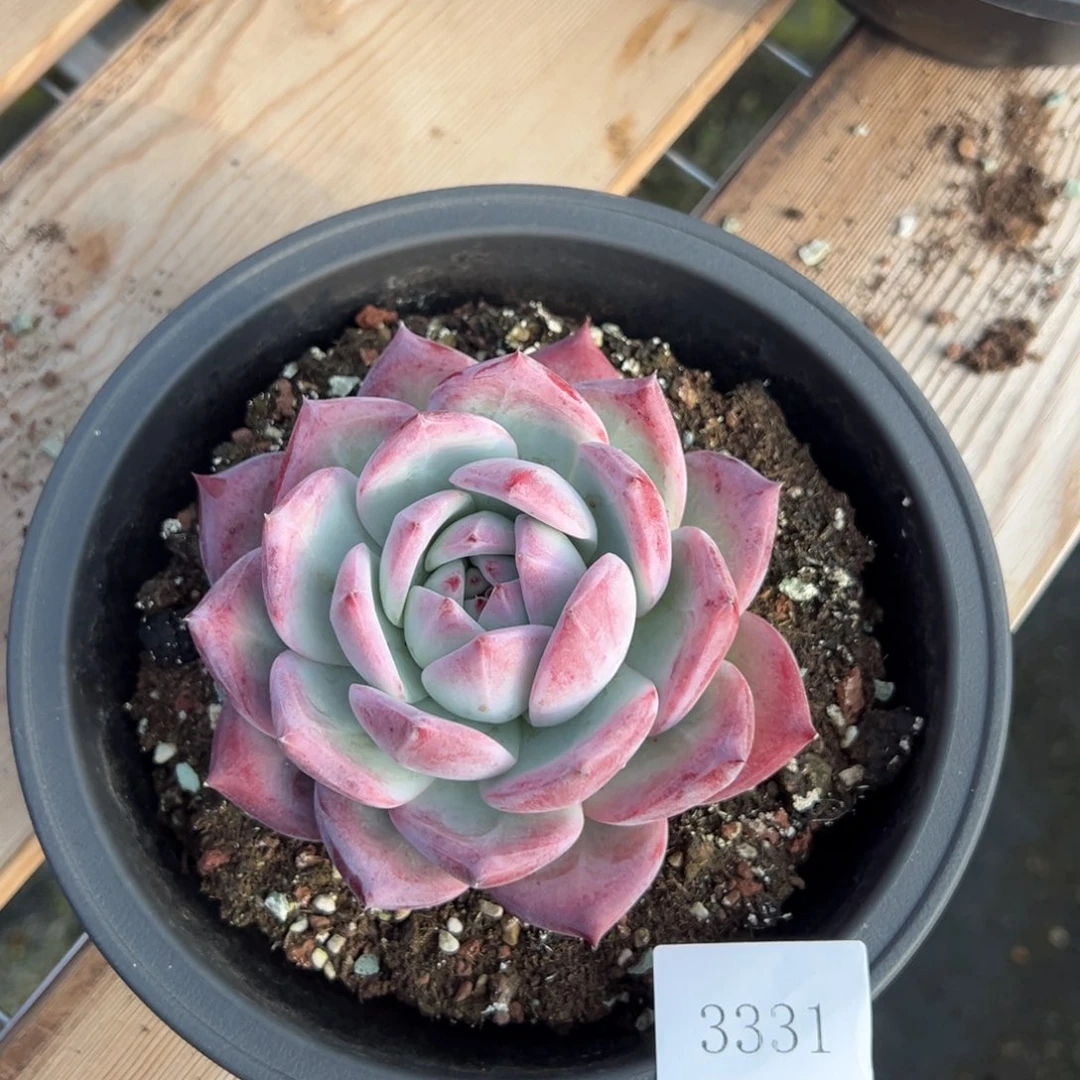 本*3331肉肉肉肉肉肉