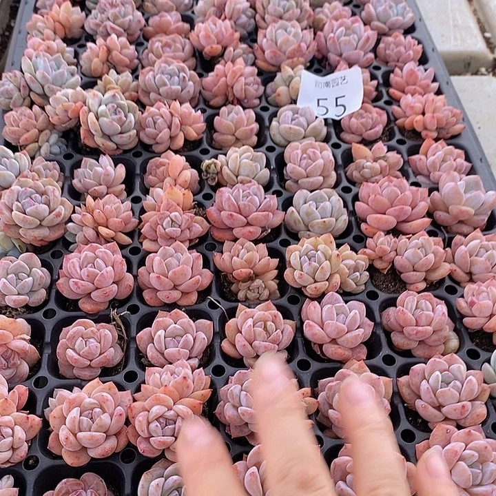 55 多肉植物盆栽花卉植物