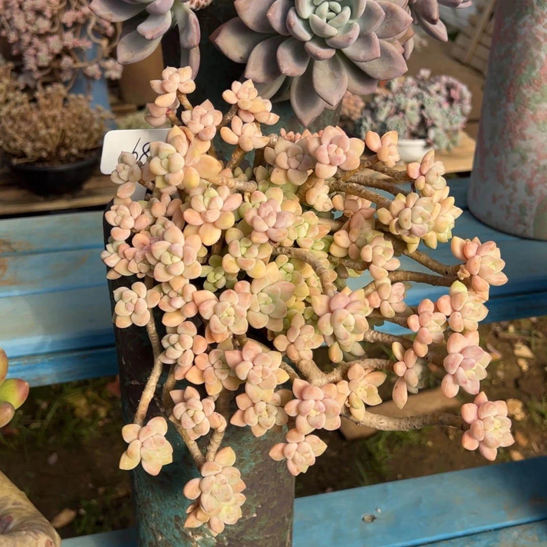 老桩蛋糕裸肉发货