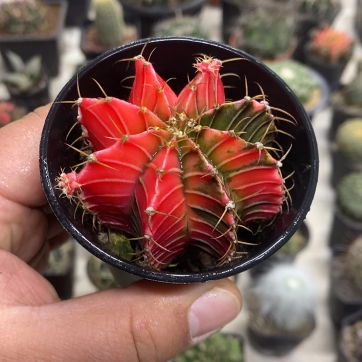 实生肋骨锦特价福利