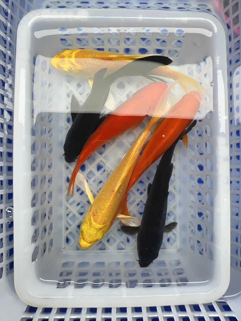 17号【2红2黄2黑10-12厘米】冷水观赏鱼 包邮