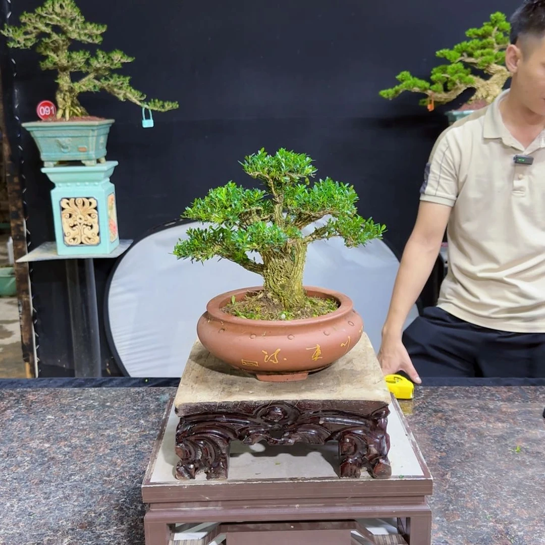 当前无花朵，栽培后可花朵难**涂高端黄杨盆景