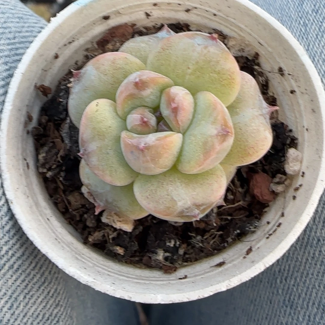 小卡拉米糖心一物一拍