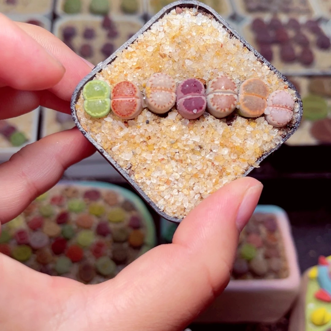 08号带盆包邮发货