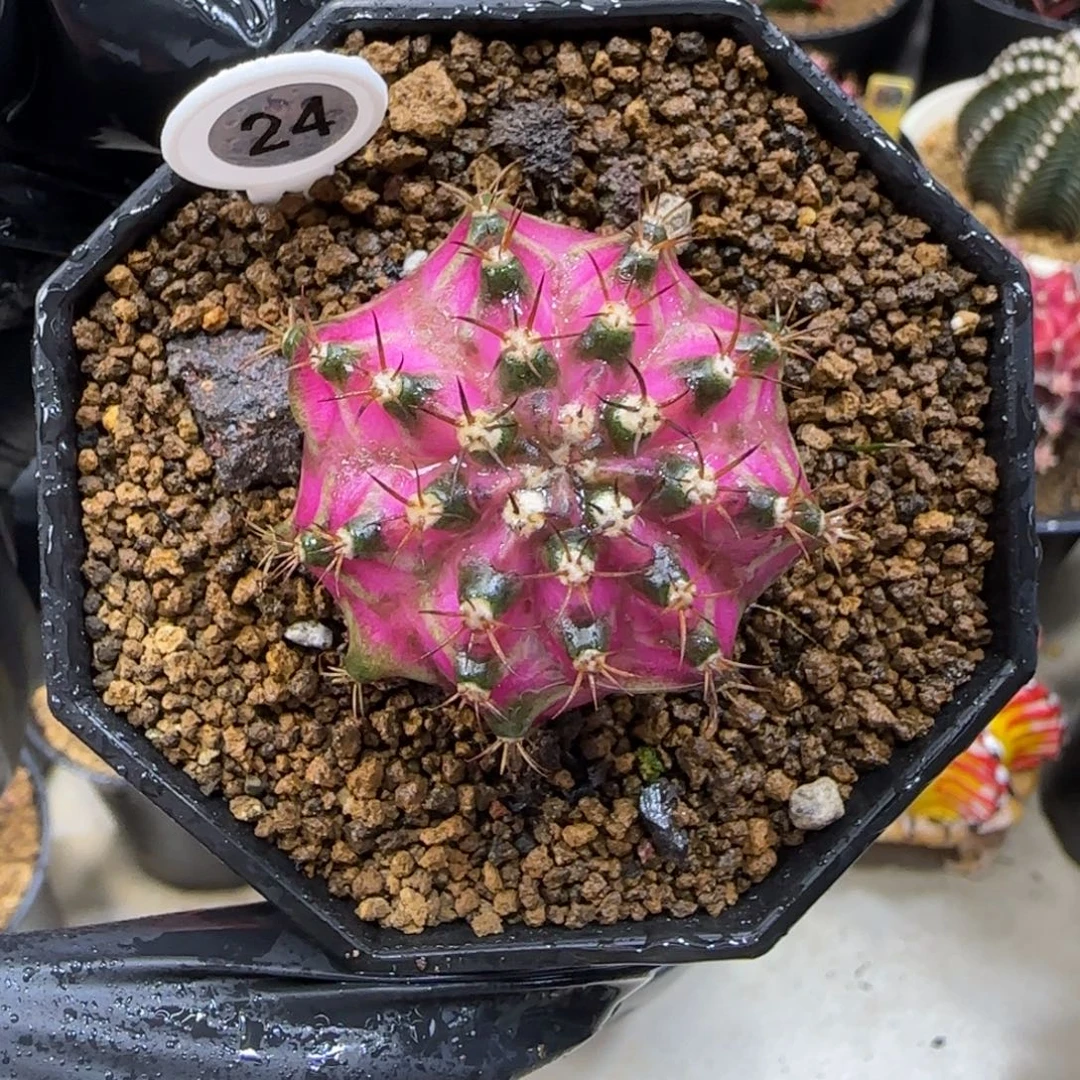 24号实生海神带盆土发货