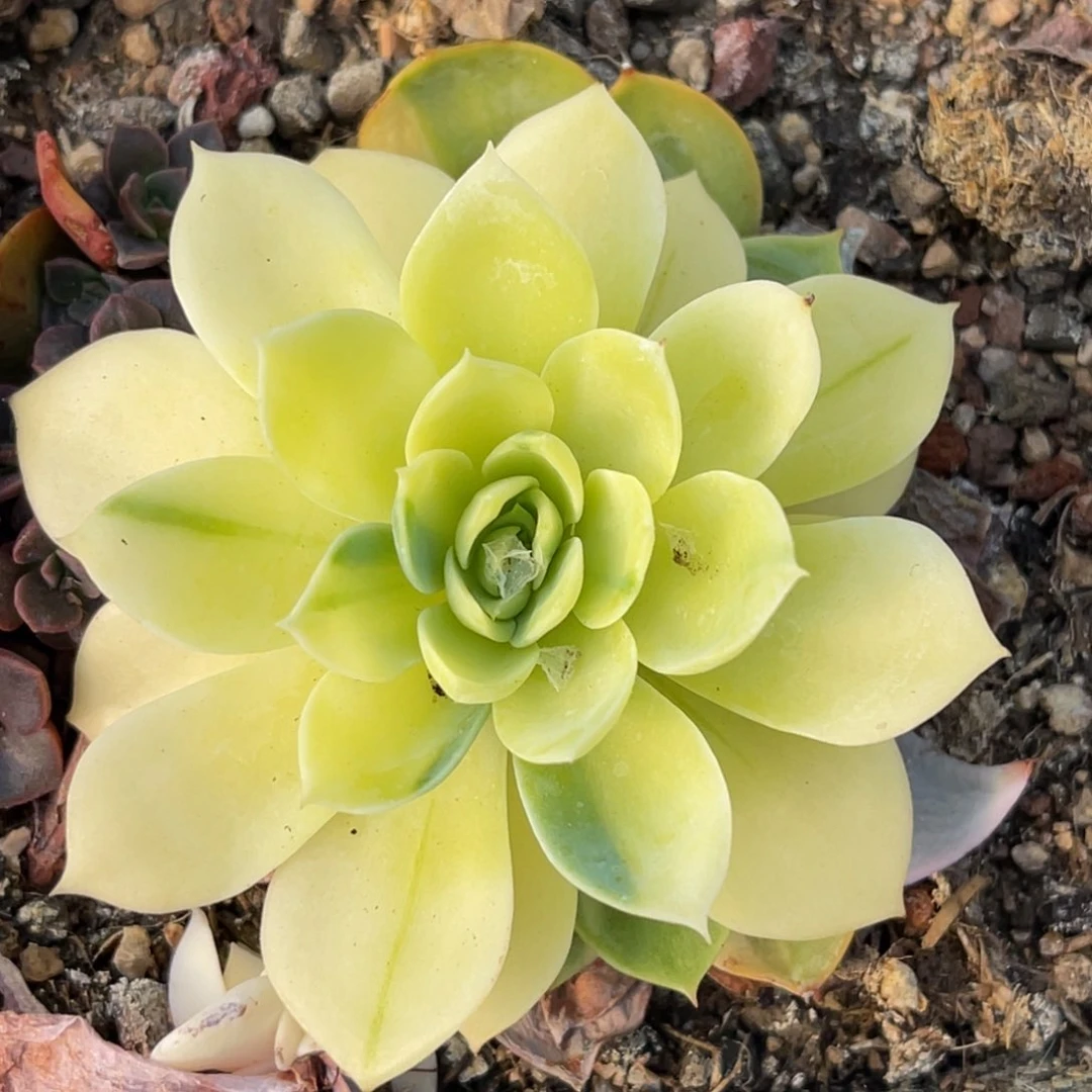 尚品特价三色堇锦