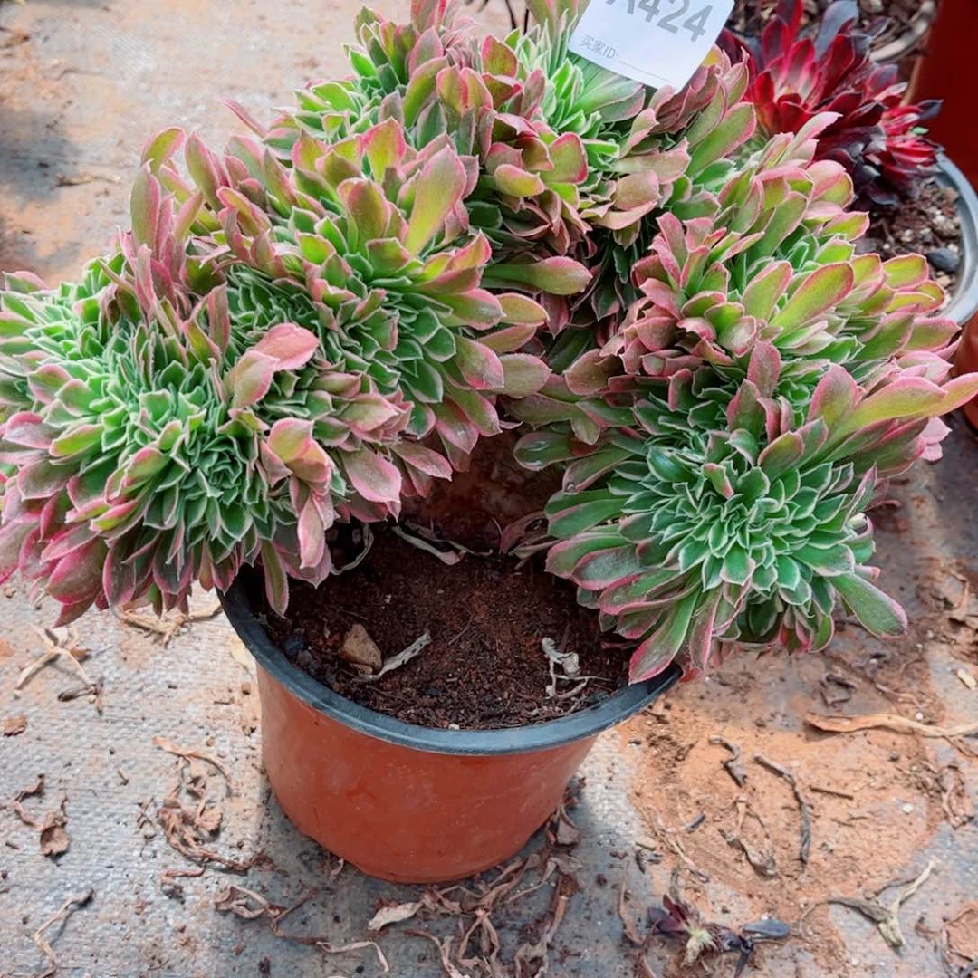 珠多肉植物424白凤