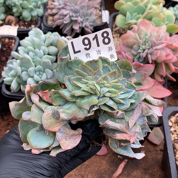 白凤缀化 非偏远38包邮节后发货