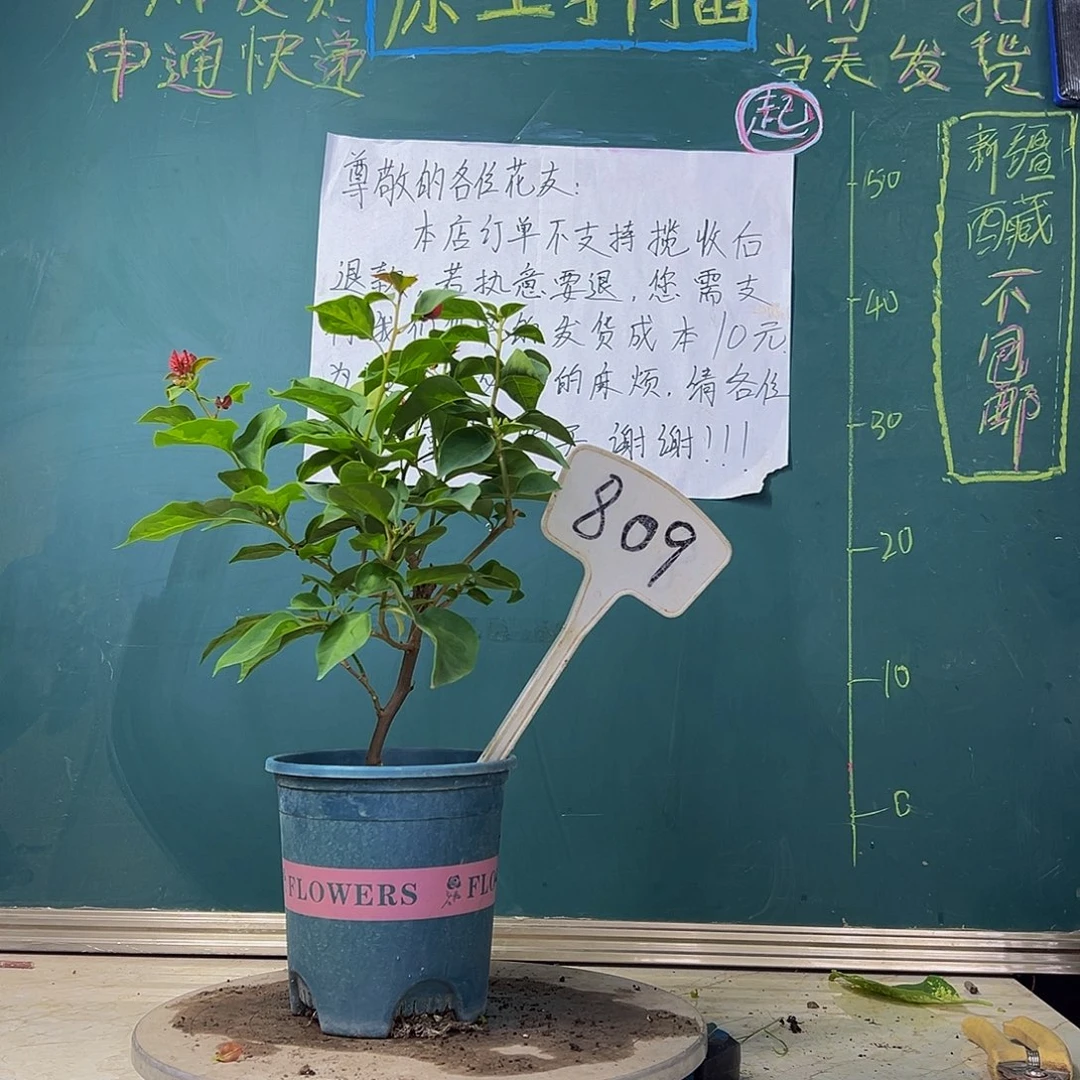 当前无花栽培后可以开花 暗斑五宝暗斑五宝红绿叶五宝红同株809