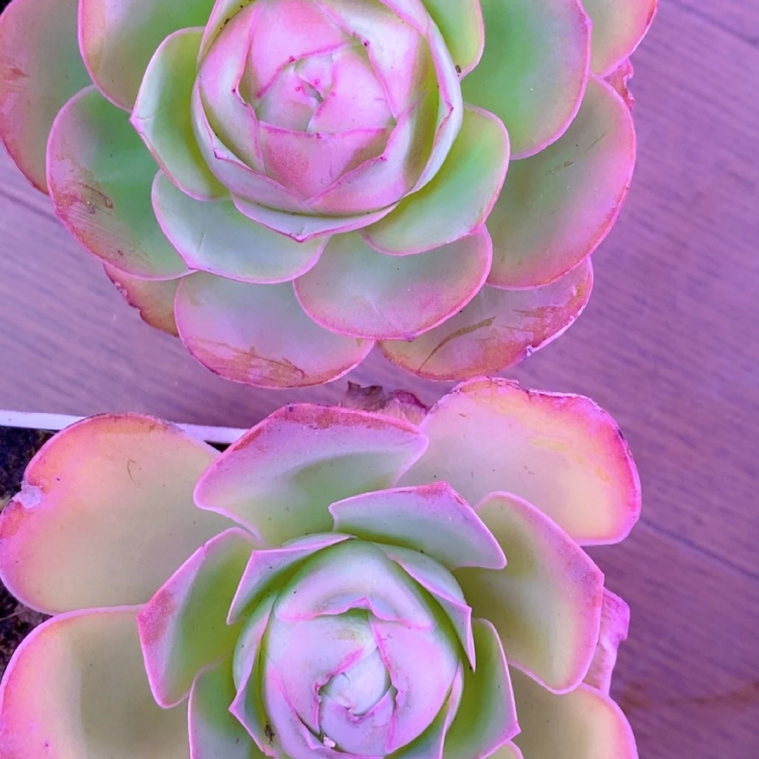 山地玫瑰玫瑰L014