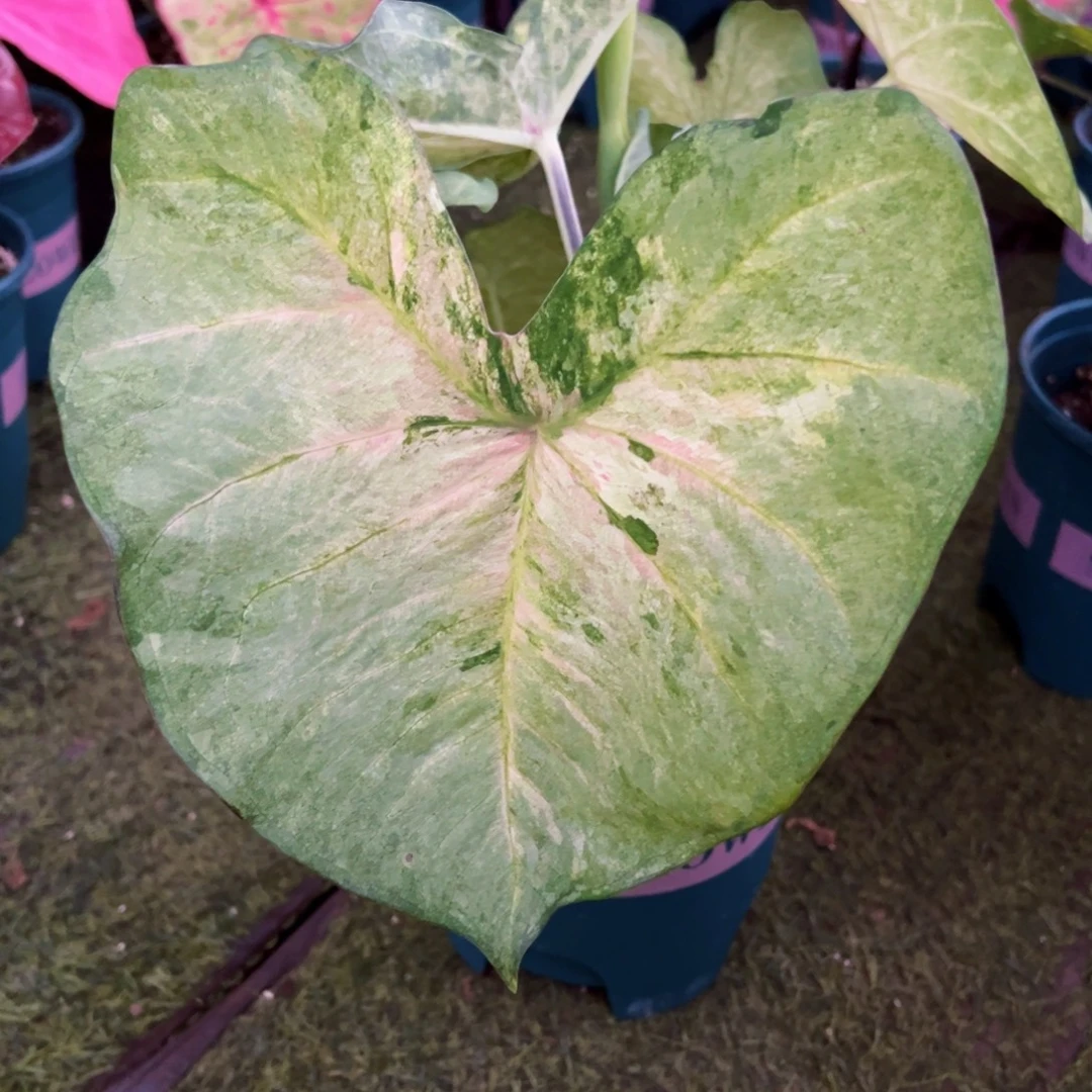 无花朵大球柠檬绿泰彩