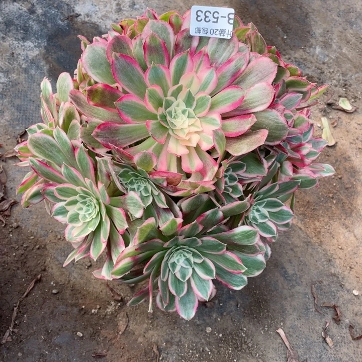 533孔雀翎多肉123457889