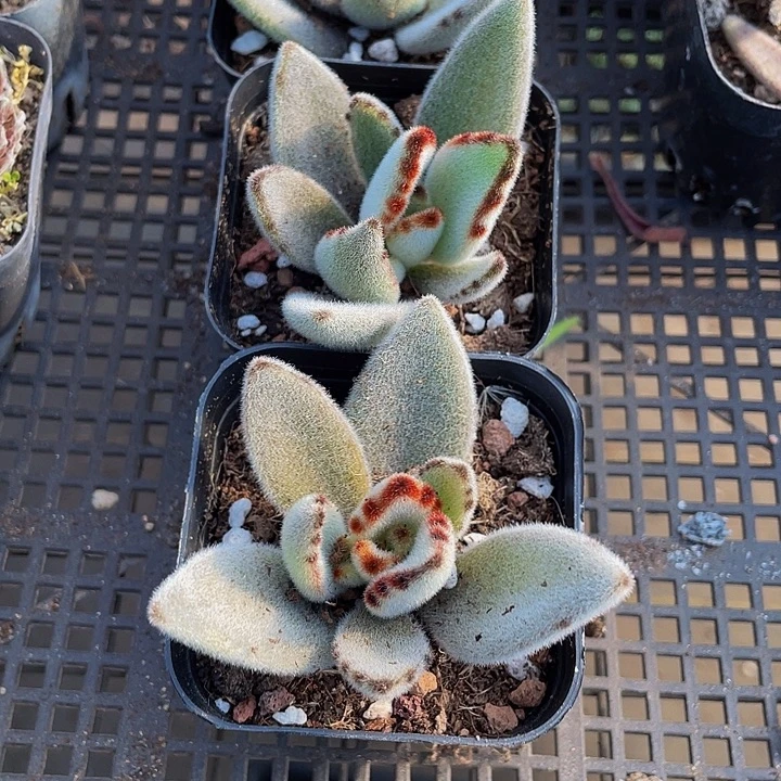 月兔2.8带盆土发货