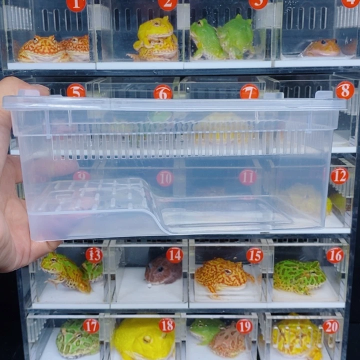 铁***）角蛙恭喜发财大吉大利