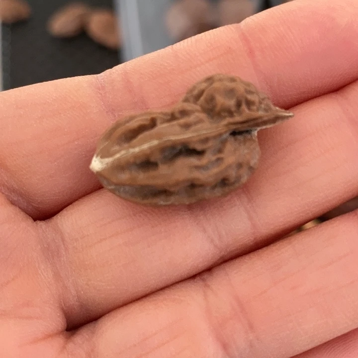 文玩核桃把件天***y异形单只