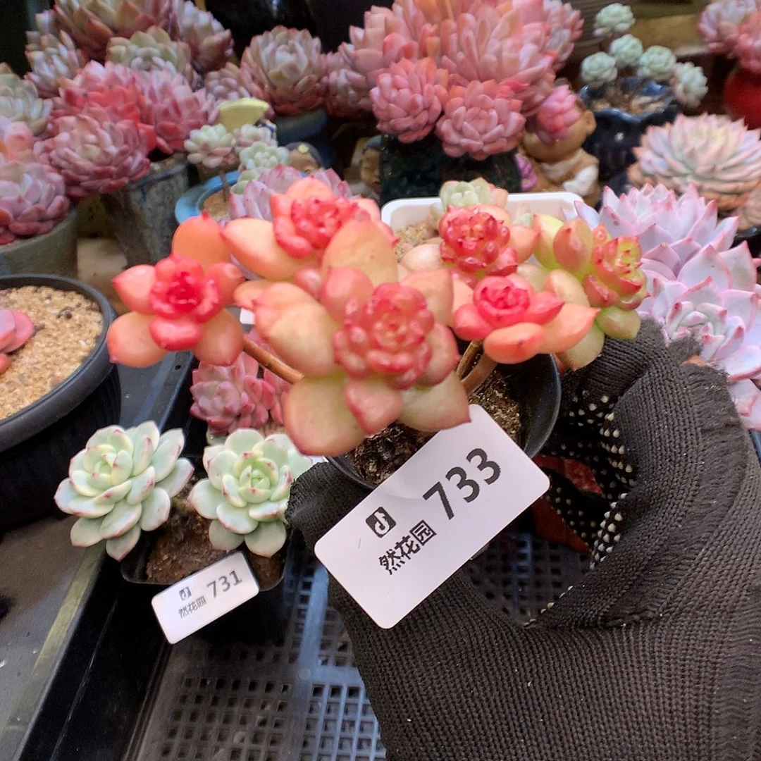 733苹果花多肉植物6666