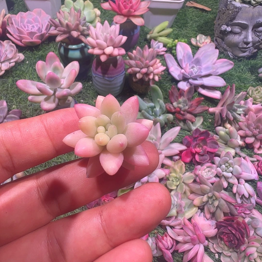 愚***鲁多肉植物多肉植物
