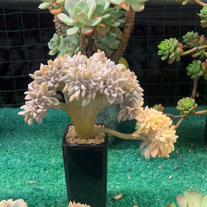 淡雪锦缀，，，，，，，，，，，，，