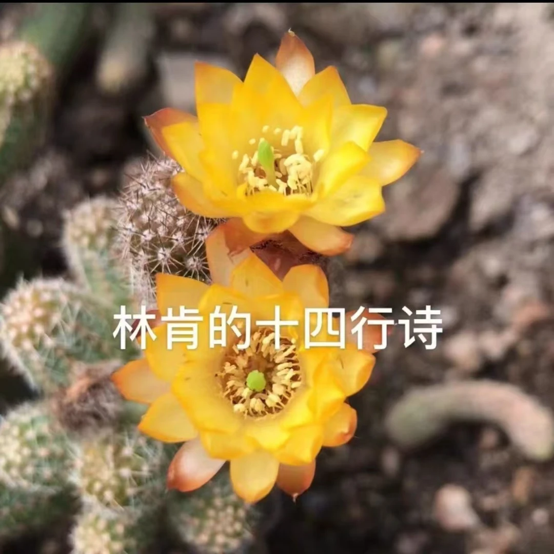 林肯的十四行诗   自生根  进口 杂交白檀 1年苗 盆栽 阳台