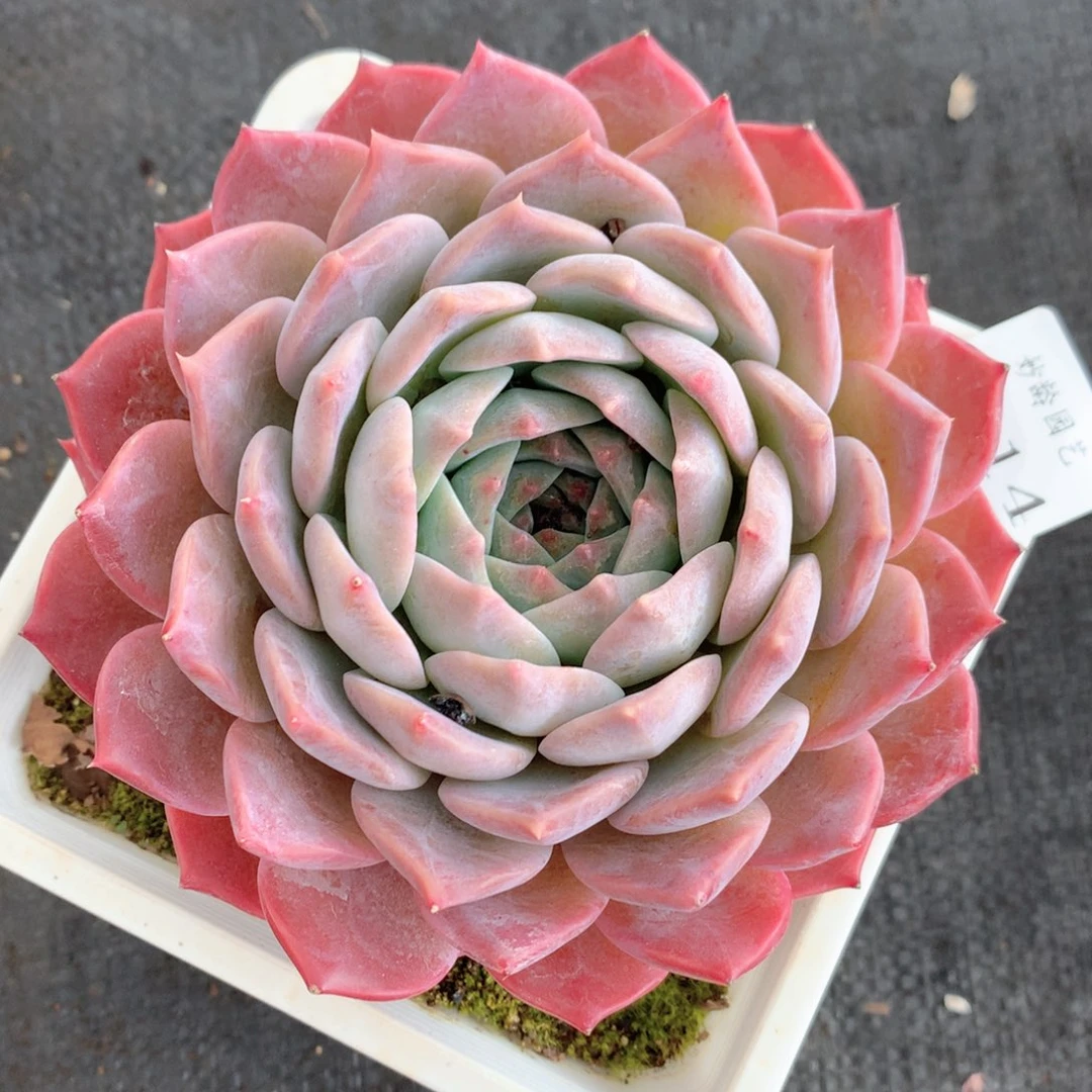 8814杂交多肉植物基地