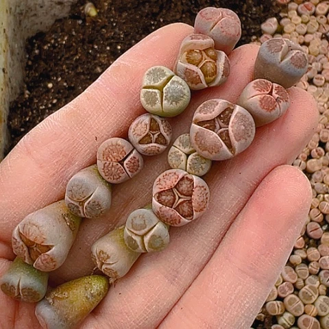 24322哈哈哈哈哈哈