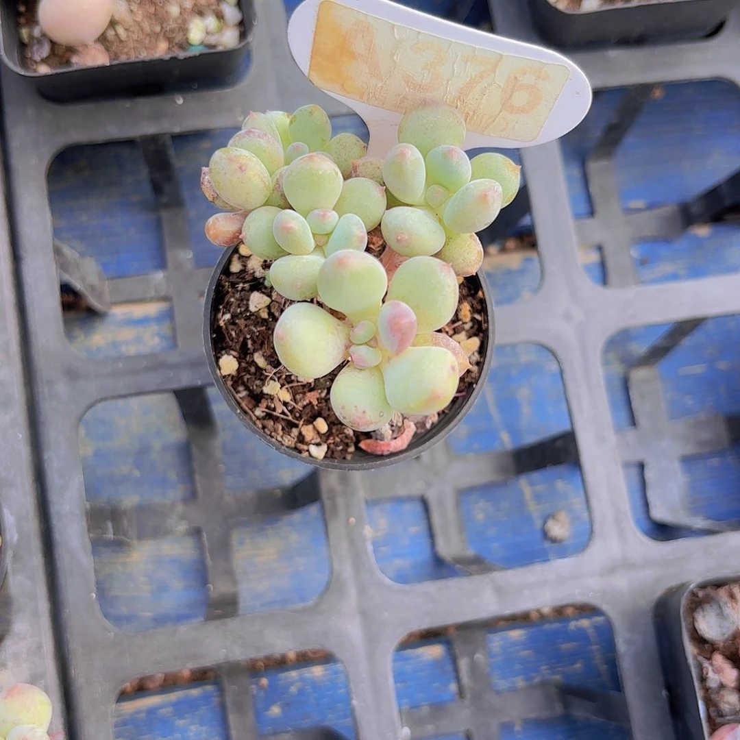 A376奶酪杂交一物一拍