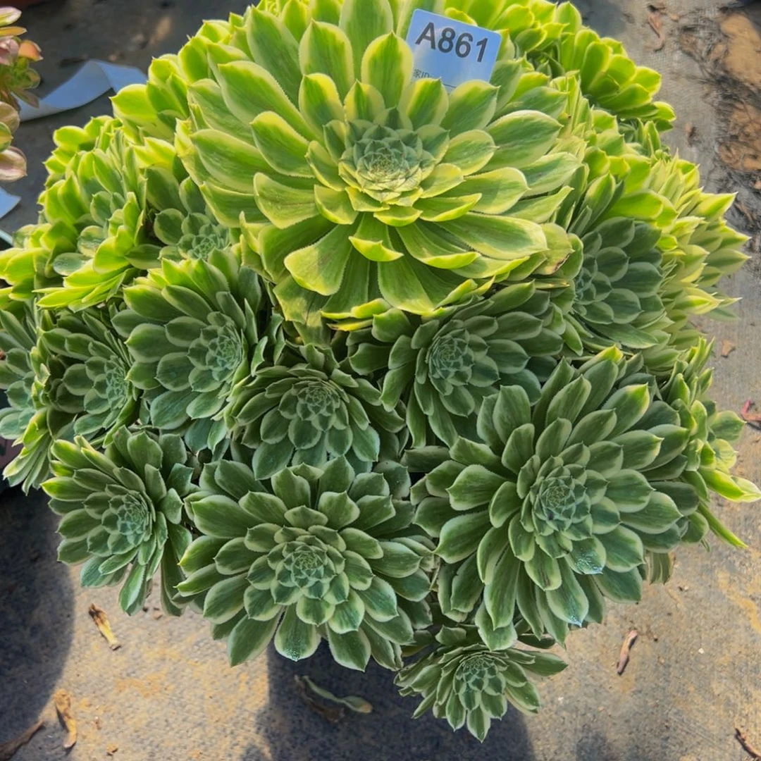 叶*?861碧浪法师，多肉植物