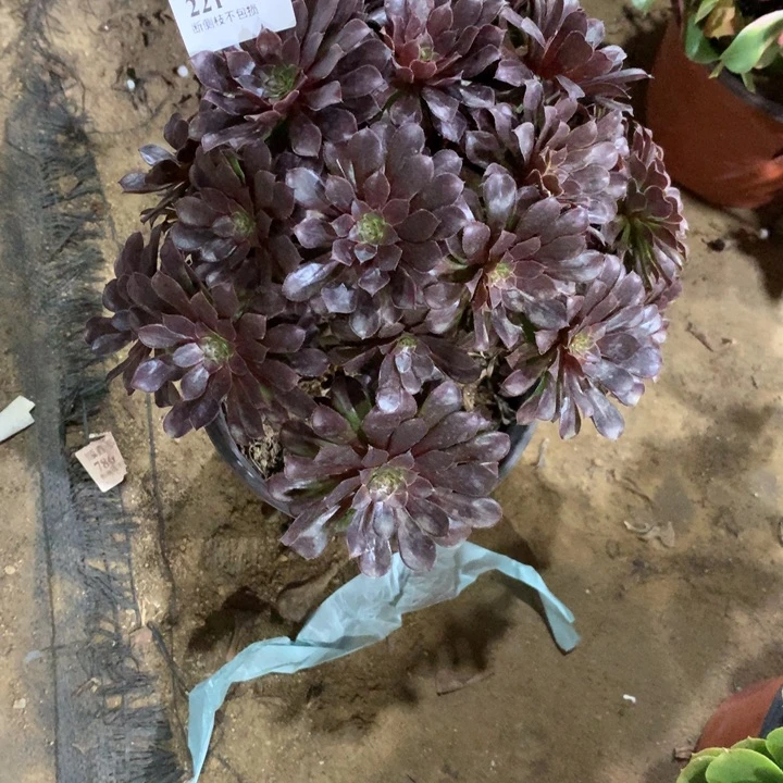 221黑铜多肉植物特价